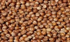 YENİ FINDIK FİYATLARI AÇIKLANDI! İŞTE İL İL FINDIK FİYATLARI…