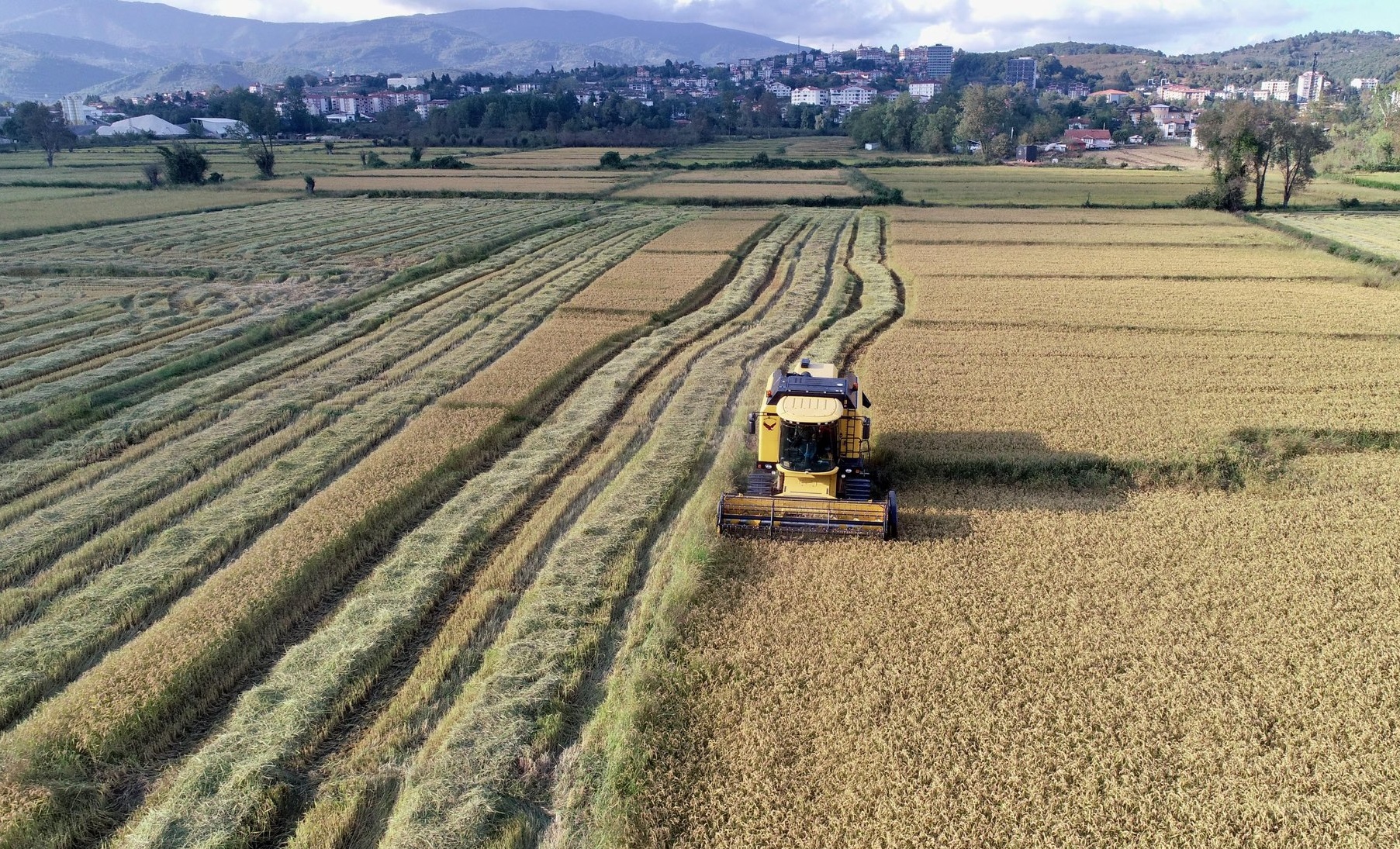 TARİHİ KONURALP PİRİNCİNİN HASADINA BAŞLANDI!